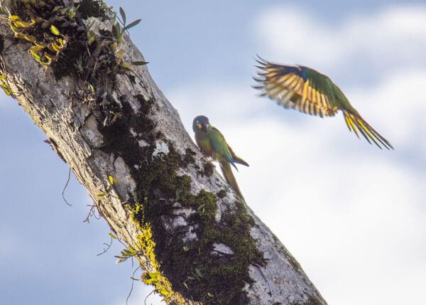 Wild Blue-winged Macaws land on a tree trunk