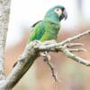 A wild Blue-winged Macaw perches on a limb