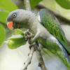 A wild Blue-rumped Parrot feeds on fruit