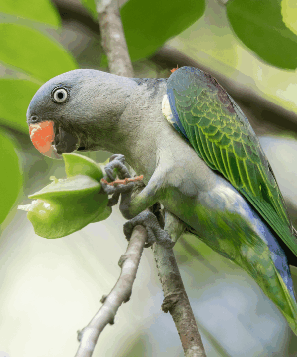 A wild Blue-rumped Parrot feeds on fruit