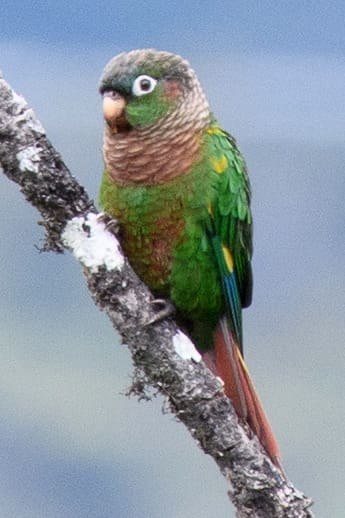 A wild Brown-breasted Conure perches on a branch