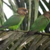 Wild Brown-headed Parrots perch on a palm frond