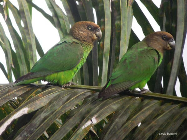 Wild Brown-headed Parrots perch on a palm frond