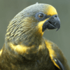 A closeup of a Brown Lory