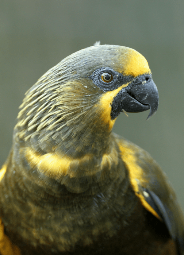 A closeup of a Brown Lory