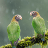 Wild Brown-hooded Parrots perch on a mossy limb