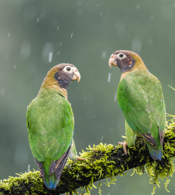 Wild Brown-hooded Parrots perch on a mossy limb