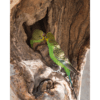 © John Carnemolla from Getty Images A pair of wild Budgerigars interact at a nest