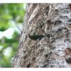 A wild Buff-faced Pygmy Parrot clings to a tree trunk