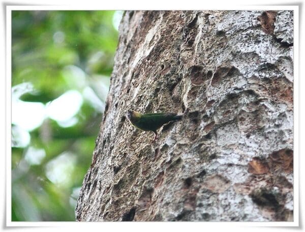 A wild Buff-faced Pygmy Parrot clings to a tree trunk