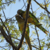 Wild Cactus Conures interact in a tree