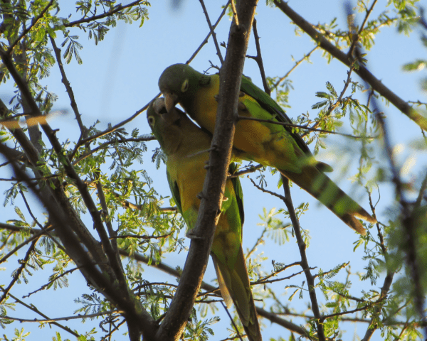 Wild Cactus Conures interact in a tree