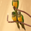 Cactus Conures perch on a stand
