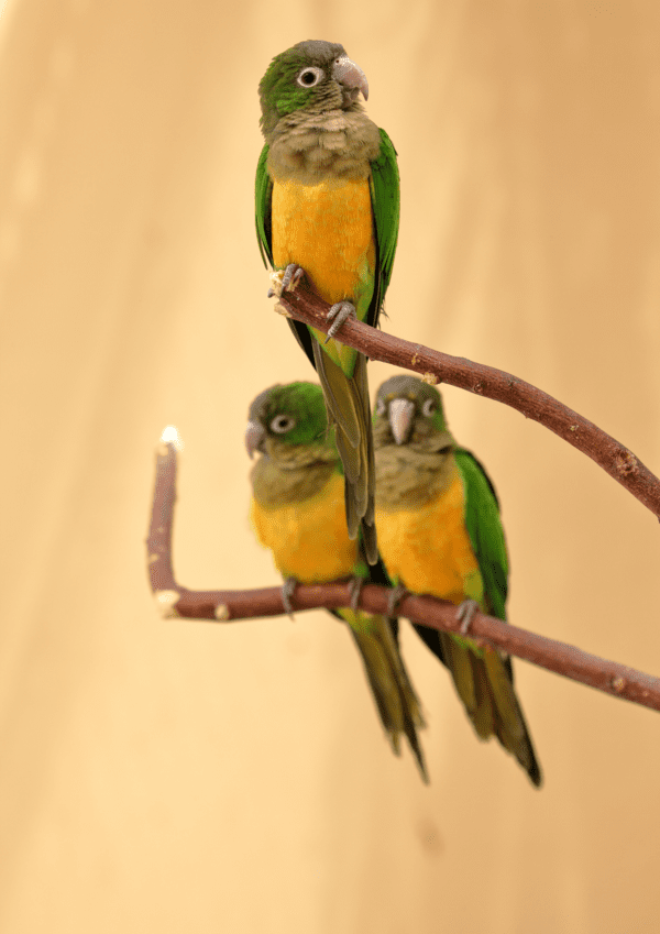 Cactus Conures perch on a stand