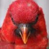 A closeup of a Cardinal Lory