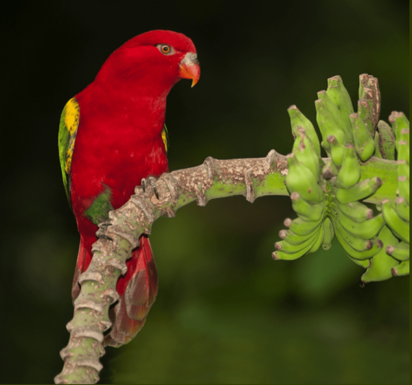A wild Chattering Lory perches on a banana tree