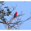 A wild Chattering Lory perches in a tree