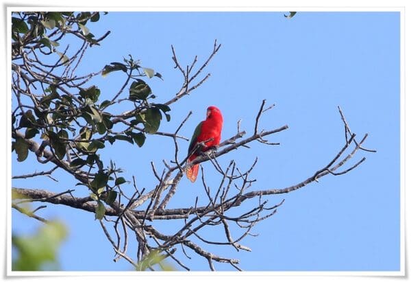 A wild Chattering Lory perches in a tree