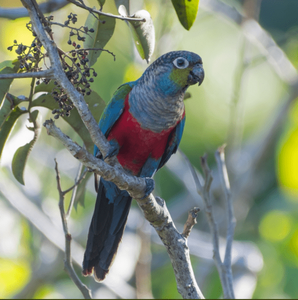 A wild Crimson-bellied Conure perches on a branch