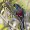 A wild Crimson-bellied Conure perches on a branch