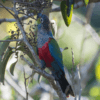 A wild Crimson-bellied Conure forages in a tree