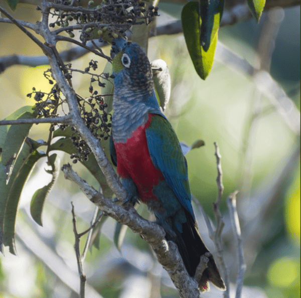 A wild Crimson-bellied Conure forages in a tree