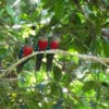 Wild Crimson-bellied Conures perch on a branch