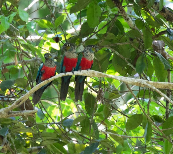 Wild Crimson-bellied Conures perch on a branch
