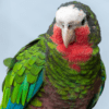 A closeup of a Cuban Amazon