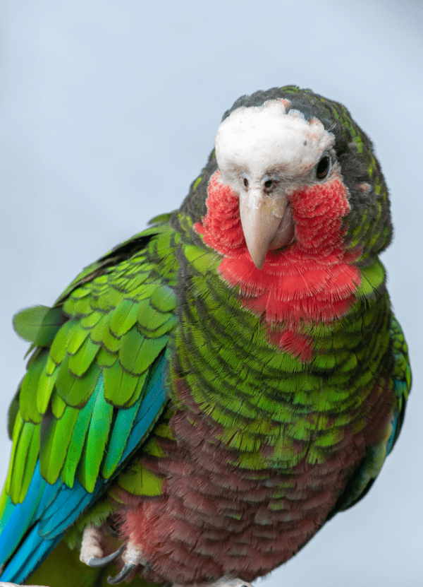 A closeup of a Cuban Amazon