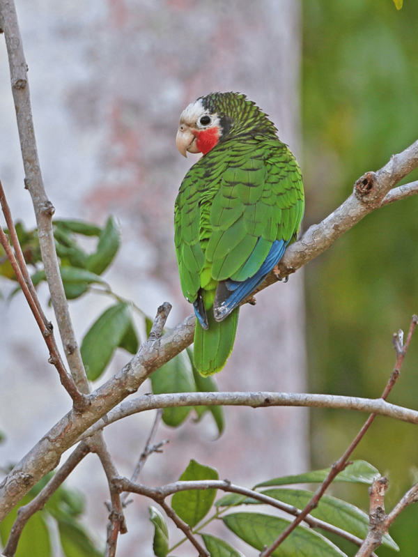 A wild Cuban Amazon perches in a tree