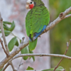 © Neil Bowman from Getty Images A wild Cuban Amazon perches in a tree