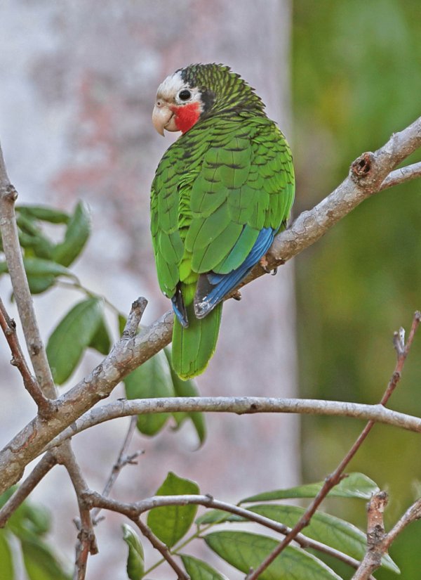 A wild Cuban Amazon perches in a tree
