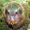 © Department of Conservation CC BY 2.0 via Flickr A wild Kākāpō feeds on vegetation