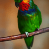 A male Edward's Fig Parrot perches on a branch