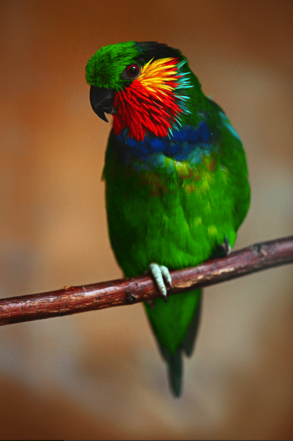 A male Edward's Fig Parrot perches on a branch