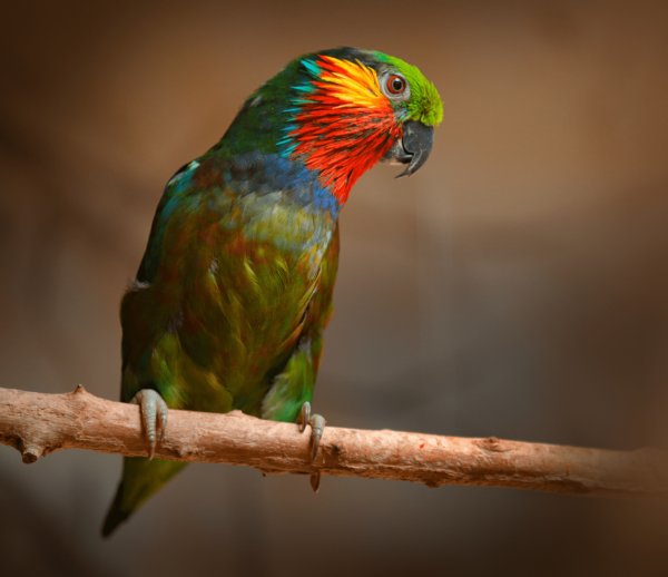 A male Edward's Fig Parrot perches on a branch
