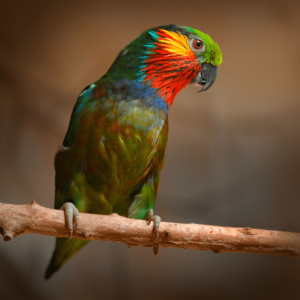 A male Edward's Fig Parrot perches on a branch