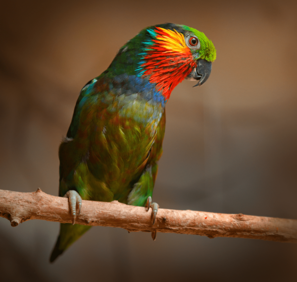 A male Edward's Fig Parrot perches on a branch