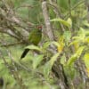 A wild El Oro Conure perches in a leafy tree