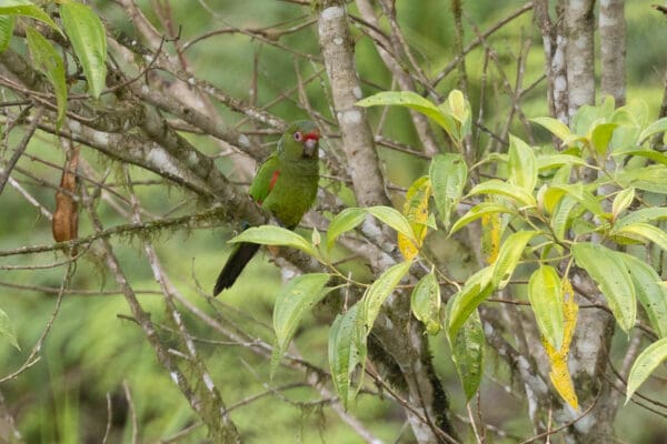 A wild El Oro Conure perches in a leafy tree