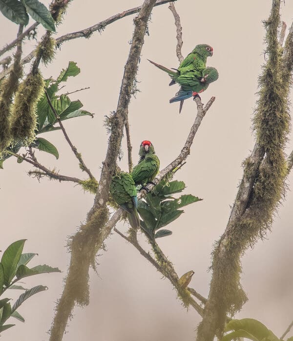 Wild El Oro Conures perch in a mossy tree