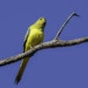 A wild Elegant Parrot perches on a branch