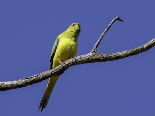 A wild Elegant Parrot perches on a branch