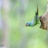 A wild Emerald-collared Parakeet perches at the entrance of a tree cavity