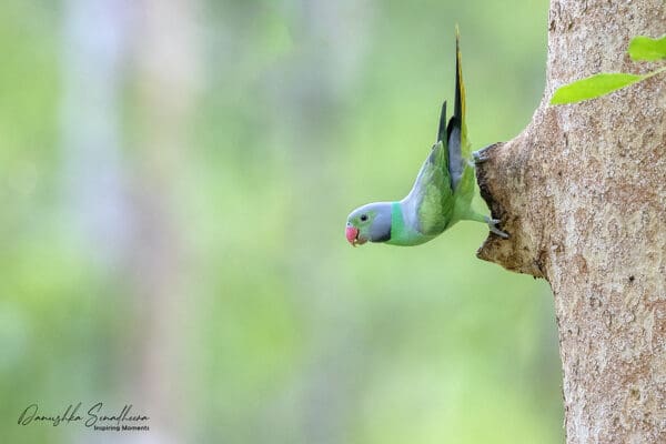 A wild Emerald-collared Parakeet perches at the entrance of a tree cavity