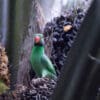 A wild Emerald-collared Parakeet feeds on fruits