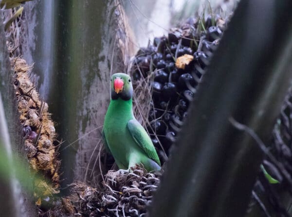 A wild Emerald-collared Parakeet feeds on fruits