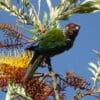A wild Emma's Conure perches on the top of a tree