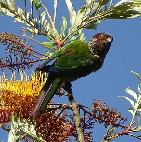 A wild Emma's Conure perches on the top of a tree